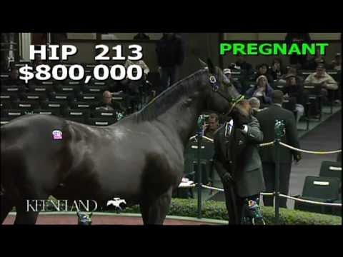 2012 November Breeding Stock Sale - Hip 213, Heatherdoesntbluff