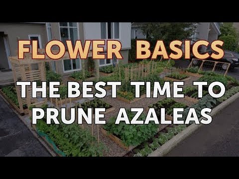 How to Get More Canna Lily Blooms