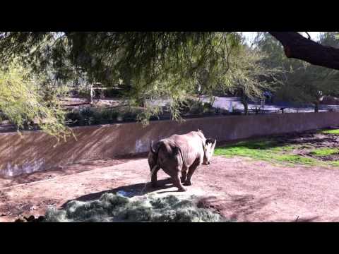 Rhino Surprise!