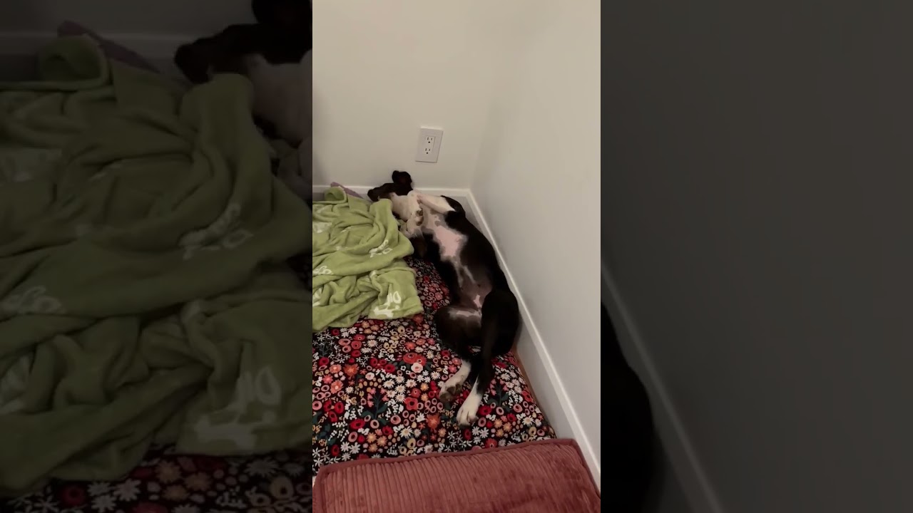 Enlarge Dixi, a ADOPTABLE mixed breed in Mississauga, ON video 6/6