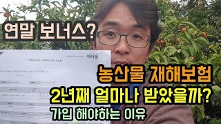 농산물재배보험 보험금 얼마나 받았을까요? 매년 보험가입해야하는 이유 연말 보너스받았습니다.