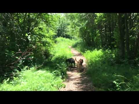 Hiking in the beautiful nature of sacred Mount Shasta #mountshasta #mtshasta #mountshastatours
