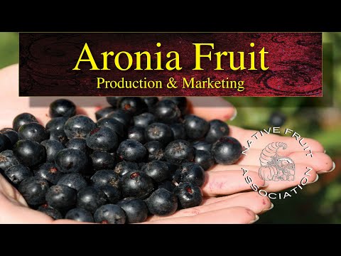 , title : 'Aronia Fruit • Production & Marketing'
