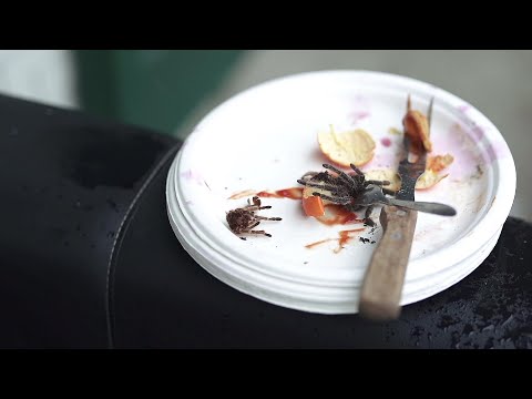 Chaostruppe - Nikotinfingergäub