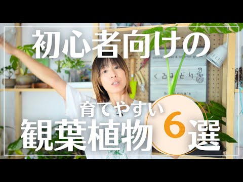 くるみを乾燥させる: こうすれば長持ちします 植物