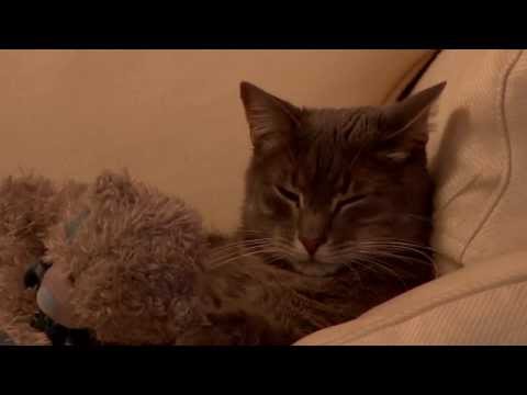 Promo "Punți către Europa" interviu cu ambasadoarea Suediei, Ingrid Tersman