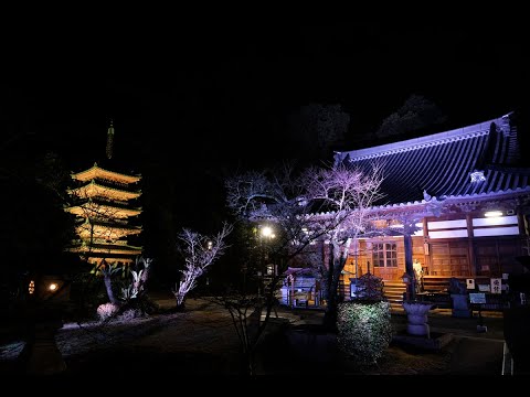 海住山寺ライトアップ