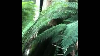 preview picture of video 'video3.mov: 1000 steps @ Fern Tree Gully Victoria Australi'