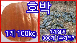 호박 1개가 100kg (맘모스골드),1개심어 최대 300개 1톤차 가득(만차량)  맷돌호박  단호박등 6가…