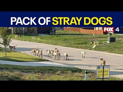 Godley residents fear growing pack of roaming dogs
