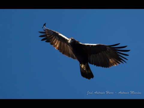 ÁGUILA IMPERIAL IBÉRICA "LA CÓPULA"
