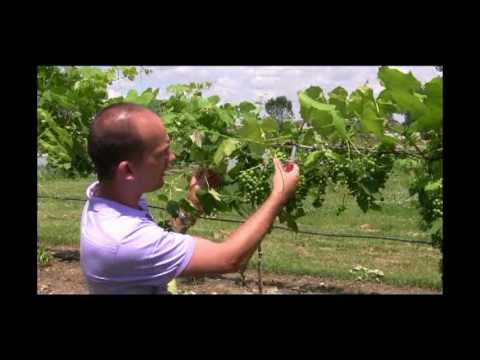 How to Thin Grape Clusters for Better Fruit: Mid-Summer Grape Care Tips