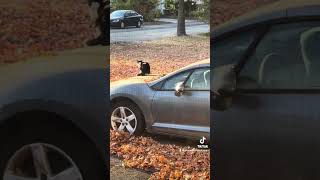 Miss Kitty on my car this morning