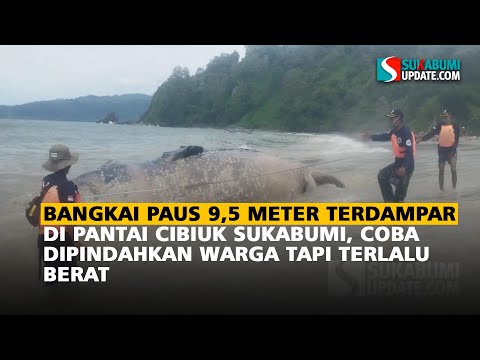 Bangkai Paus 9,5 Meter Terdampar di Pantai Cibiuk Sukabumi