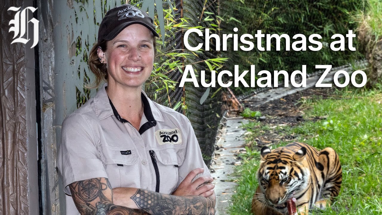 Christmas at Auckland Zoo