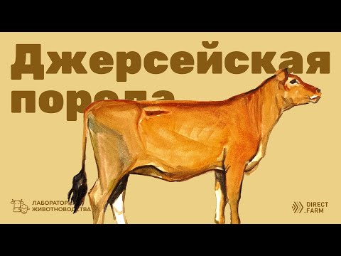 Джерсейская порода