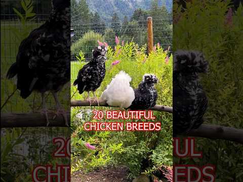 , title : '20 beautiful chicken breeds 🐔💚 Serama, Houdan, Australorp, Polish… #backyardpoultry #fancychicken'