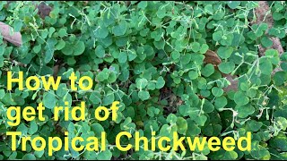 How to get rid of Tropical Chickweed - Drymaria cordata