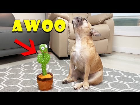 Singing French Bulldogs Funny Reaction To Talking Toy **TOO FUNNY