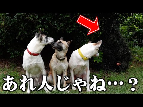 動物NGOを助けるにはどうすればよいでしょうか? - ブラジルの動物NGOのリスト