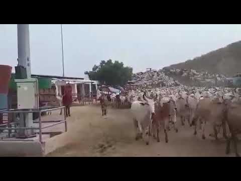 Sri Ramesh Baba goshala Barsana