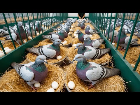 How to raise pigeons as sustainable poultry business - Egg laying candling hatching to baby pigeon