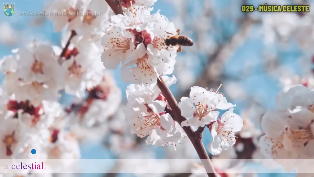 Vídeo: 029 - MÚSICA CELESTE (Novo Hinário Estilo Karaokê)