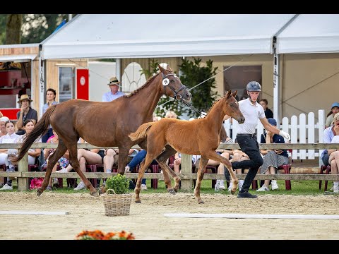 Kat. Nr. 18 - Bundesturnier Fohlenauktion (1. Präsentation)