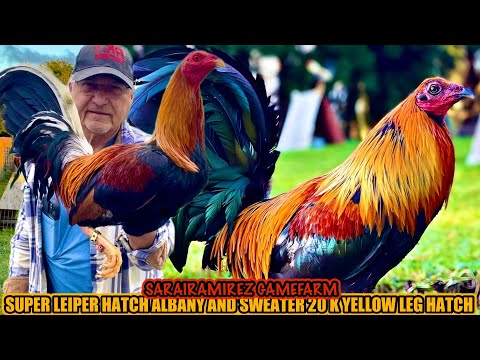 Super Leiper Hatch Albany And Sweater 20K Yellow Leg Hatch ~ SARAIRAMIREZ GAMEFARM