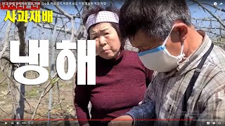 [사과재배] 냉해피해 발생, 피해 과수원 적화작업 금지,적화제 살포 지양,결실후 적과 작업
