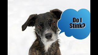 Why Does My Dog Smell?