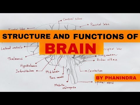 Typhoid fever Salmonella typhi Causes symptoms diagnosis treatment Bio science