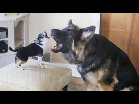 200% Can&#39;t Stop Laughing At These Funny Dogs