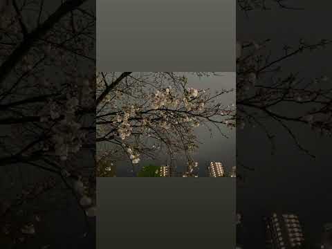 福祉心理学科 仕事帰りの夜桜　#桜  #夜桜 　#静岡