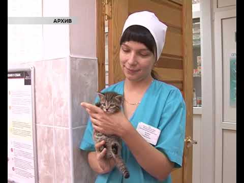 В Курской области выявлено свыше 70 случаев заражения бешенством