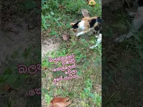 චණ්ඩි පැටියා#cat #😺😺😘