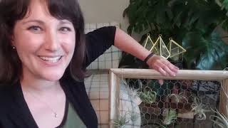 4 Ways to Display Air Plants | April 2020
