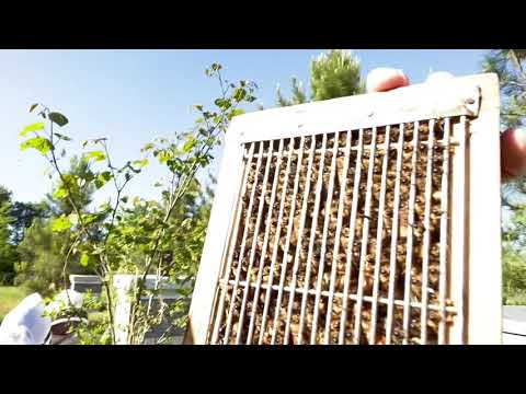 Catching drones for instrumental insemination- Peak drone production in Missouri