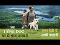 Dog Gone Movie [True Story] Explained in Hindi - A Family Finding their Missing DOG Against Time!