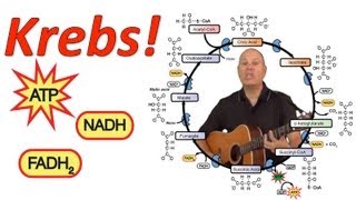 Krebs! (Mr. W's Krebs Cycle Song)