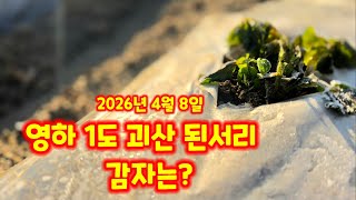 감재냉해 2026년 4월 8일 영하 1도 냉해 심각 [감자재배방법]