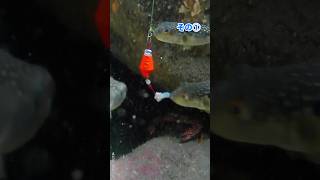 【穴釣り水中映像】釣り初心者でも簡単、巨大テトラの隙間から凄く美味しい夕食のおかずが釣れます、大物も釣れるよ