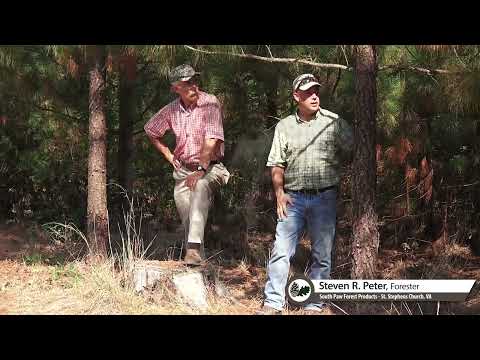 Making Money from Growing Trees