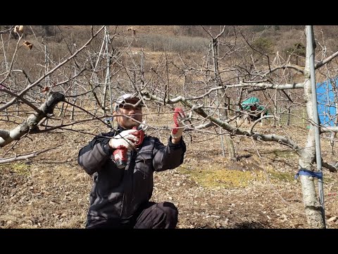 Feb01]사과나무 가지치기(전정)16일차/Pruning apple trees/ Poda de manzanos/ Potatura dei meli/ 새소리를 내는 전정가위