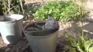 Смотреть онлайн Кошка которая любит расслабиться в ведре с водой