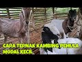 HOW TO BREED GOATS FOR BEGINNERS WITH SMALL CAPITAL