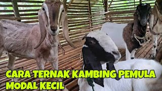 Download lagu HOW TO BREED GOATS FOR BEGINNERS WITH SMALL CAPITAL mp3