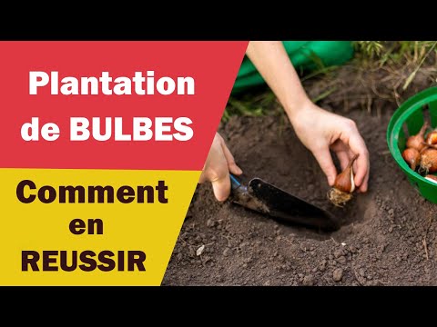 Comment réussir ses plantations de bulbes ?