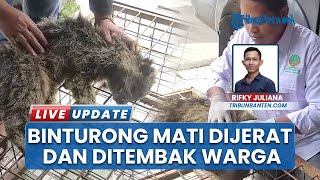 Dikira Serigala, Satwa Langka Binturong Mati seusai Dijerat Warga, Ada Luka Tembak di Leher