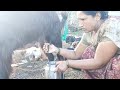 Viral Milk Making Vlog